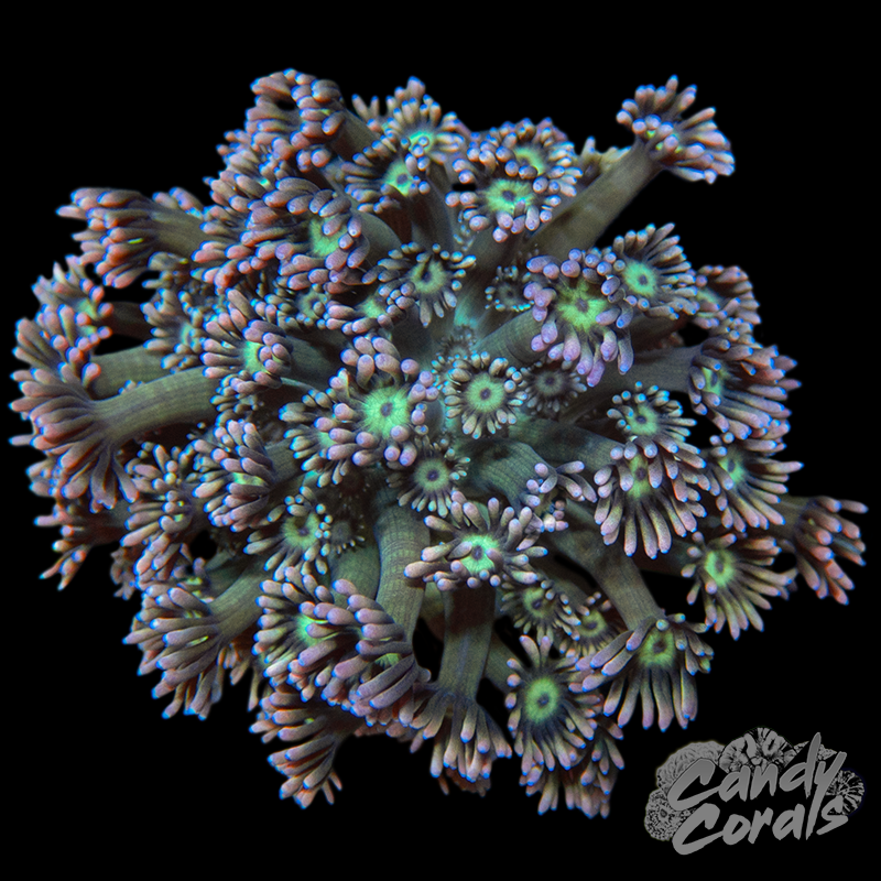 Small Ultra Goni Colony WYSIWYG 34 - Furniture image 1