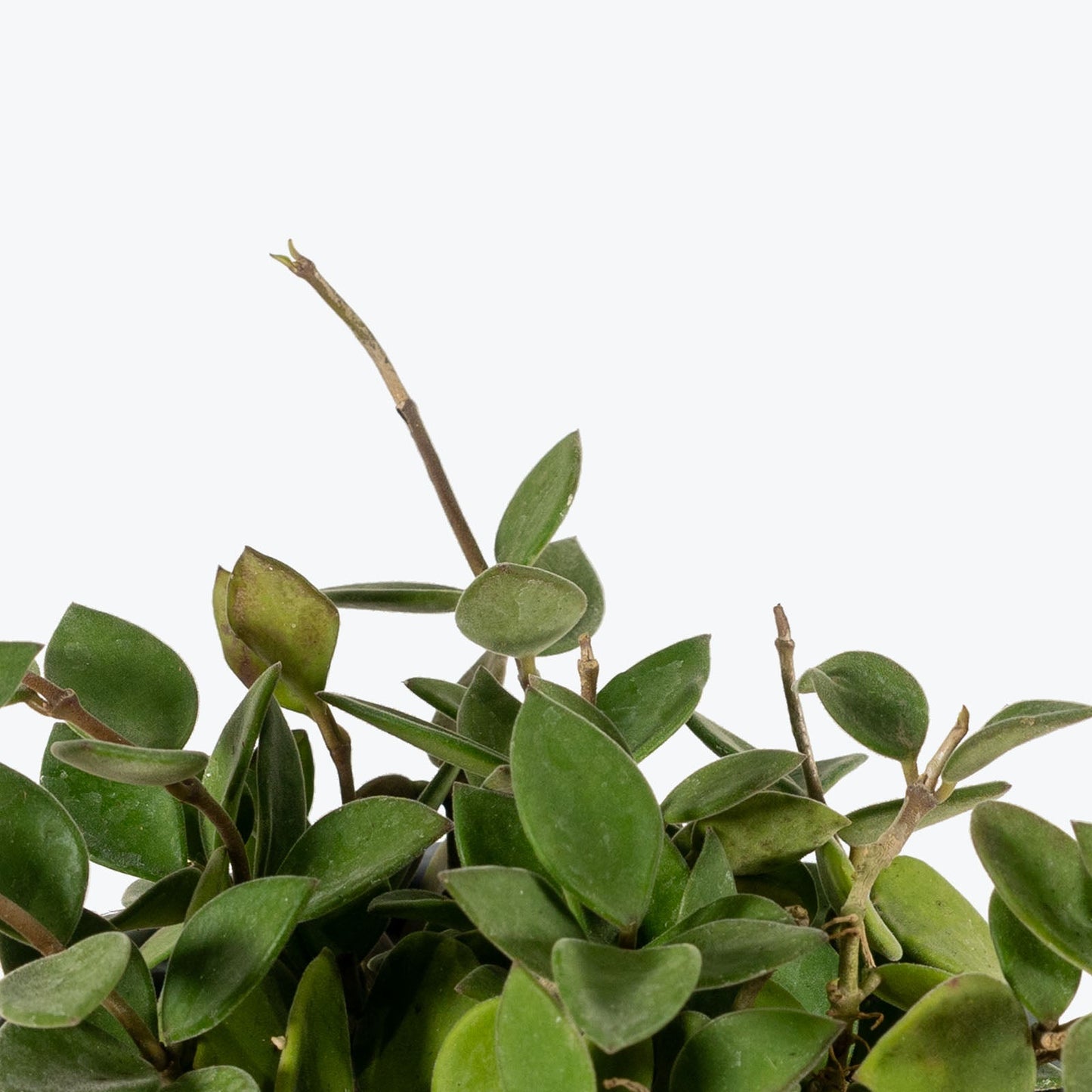 Hoya Nummularioides - Jewelry image 2