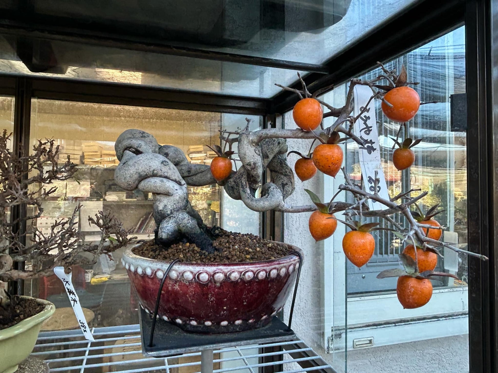 Princess Persimmon (Roya Kaki) - Misc image 1