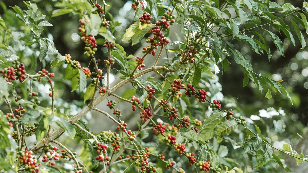 GORI GESHA ESPRESSO: Ethiopia Natural Gesha - Kitchen & Dining image 7