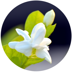 Jasmine Sambac Absolute (Jasminum Sambac) - Accessories image 1