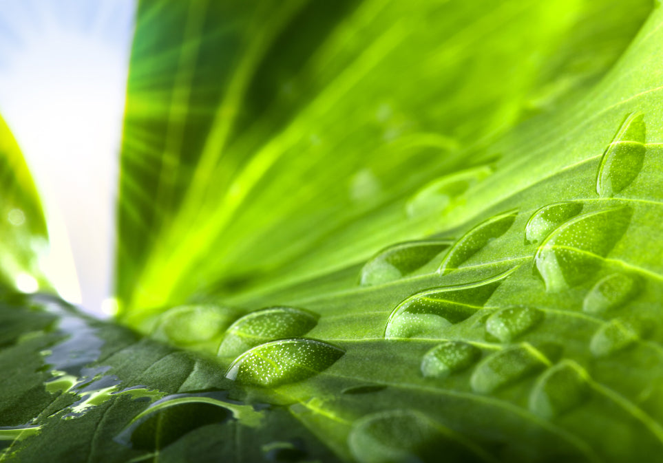 Organic The Skinny Loose Leaf Tea Bag 250 g - Kitchen & Dining image 7