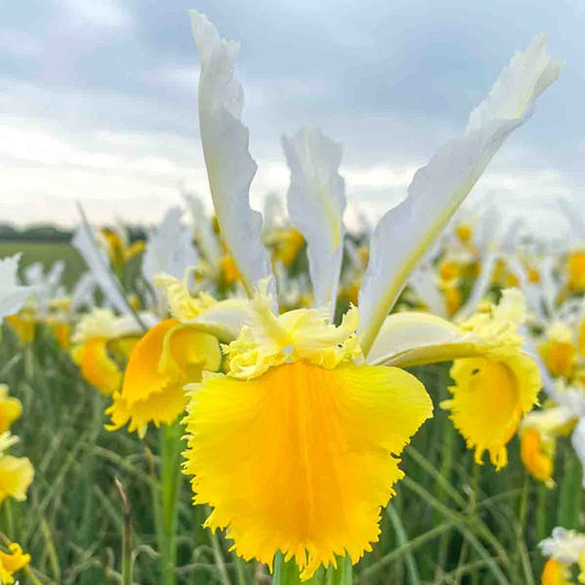 Lemon Shark Dutch Iris - Misc image 1