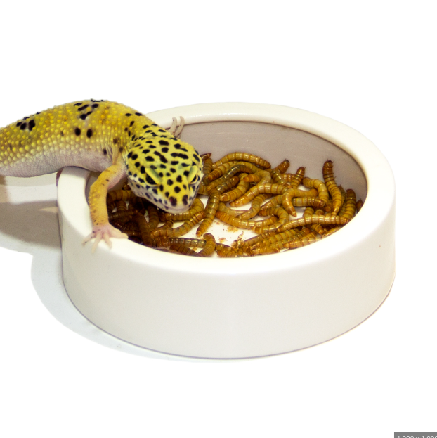 Ceramic Food Dish for your pets - Misc image 1