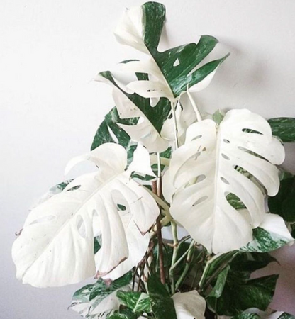Monstera Deliciosa - Misc image 3