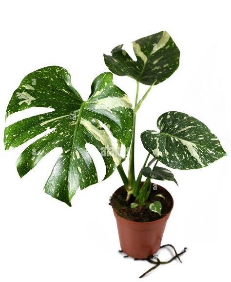 Monstera Deliciosa - Misc image 2