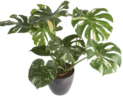 Monstera Deliciosa - Misc image 4