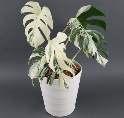 Monstera Deliciosa - Misc image 1