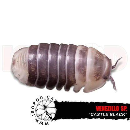 Venezillo Sp. "Castle Black" - Castle Black Isopods - Misc image 1