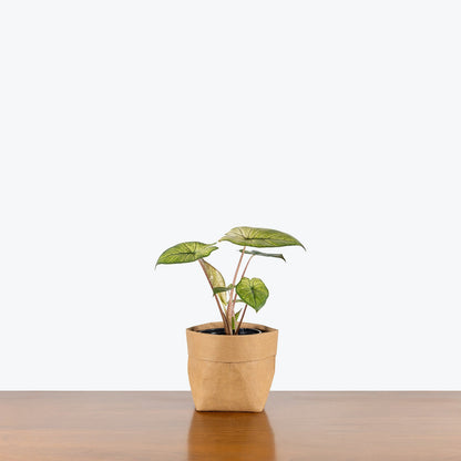 Alocasia Yucatan Mint - Jewelry image 1