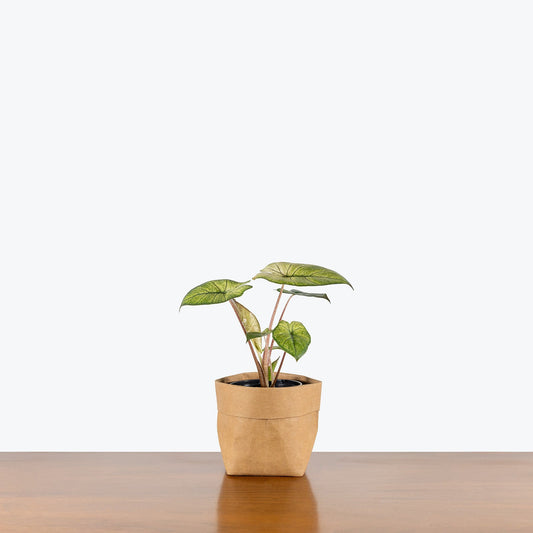 Alocasia Yucatan Mint - Jewelry image 1
