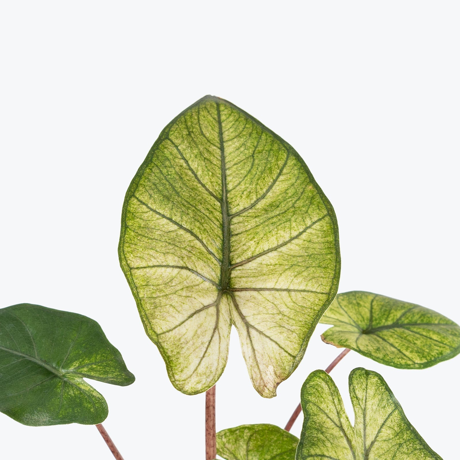 Alocasia Yucatan Mint - Jewelry image 2