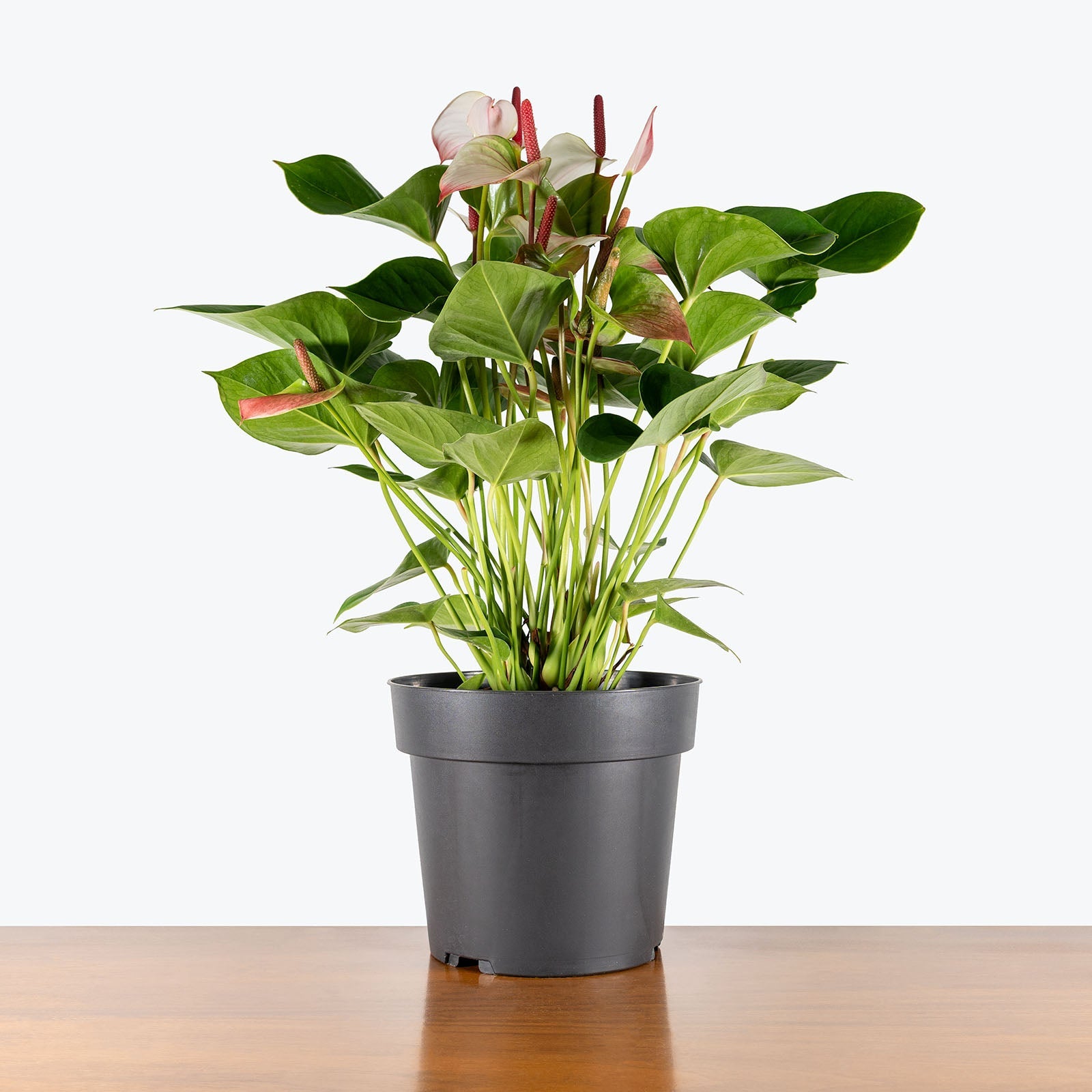 Anthurium Amalia Elegans - Misc image 3