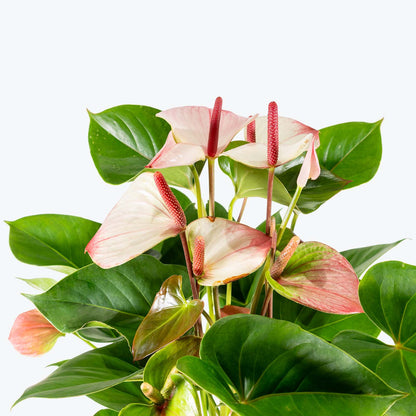Anthurium Amalia Elegans - Misc image 2