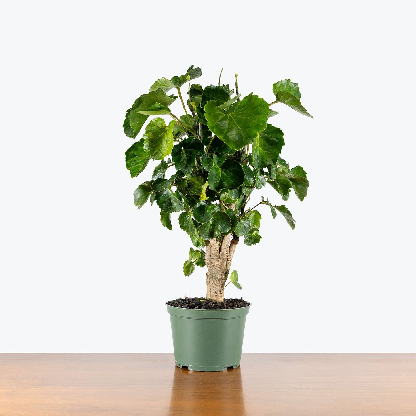 Aralia Balfouriana Stump - Kitchen & Dining image 3