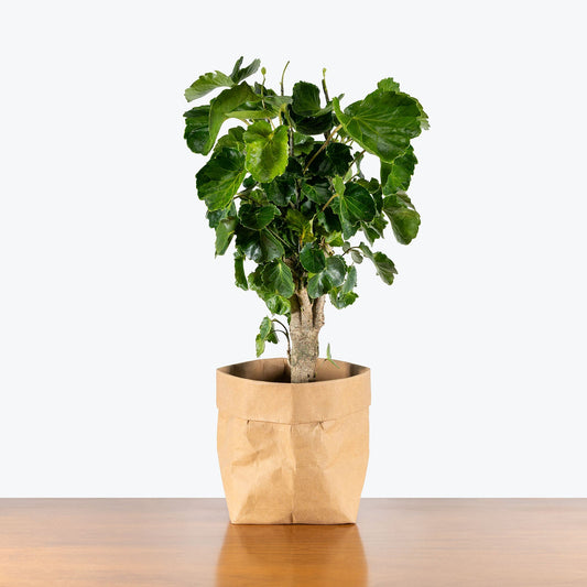 Aralia Balfouriana Stump - Kitchen & Dining image 1