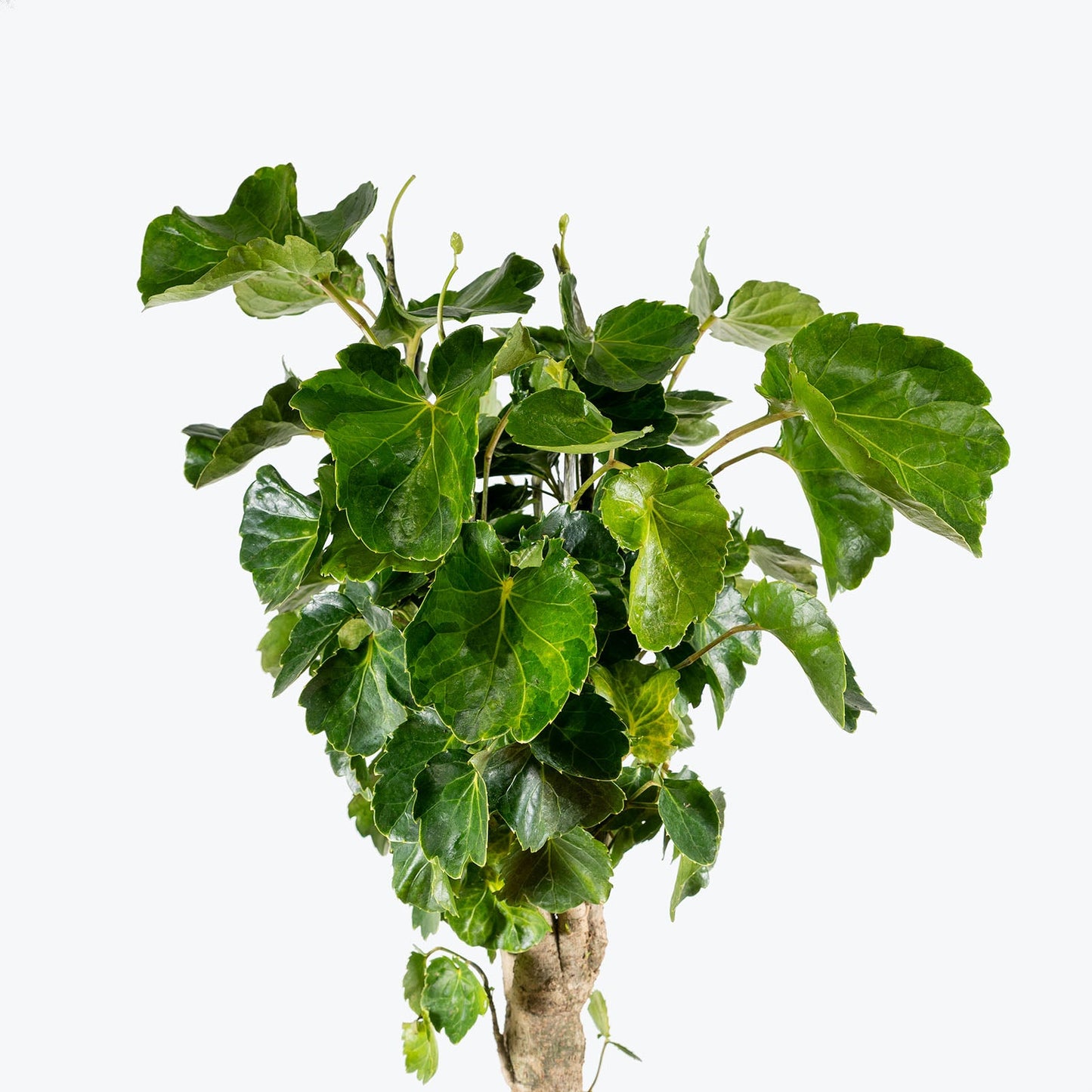 Aralia Balfouriana Stump - Kitchen & Dining image 2