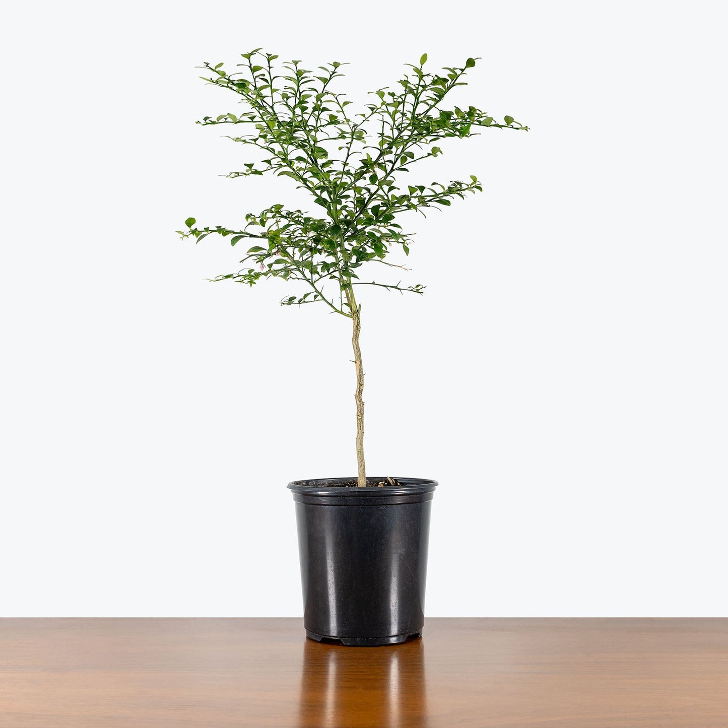 Australian Finger Lime - Accessories image 3