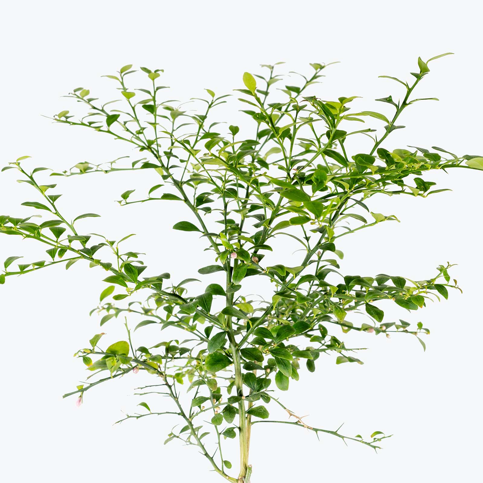 Australian Finger Lime - Accessories image 2