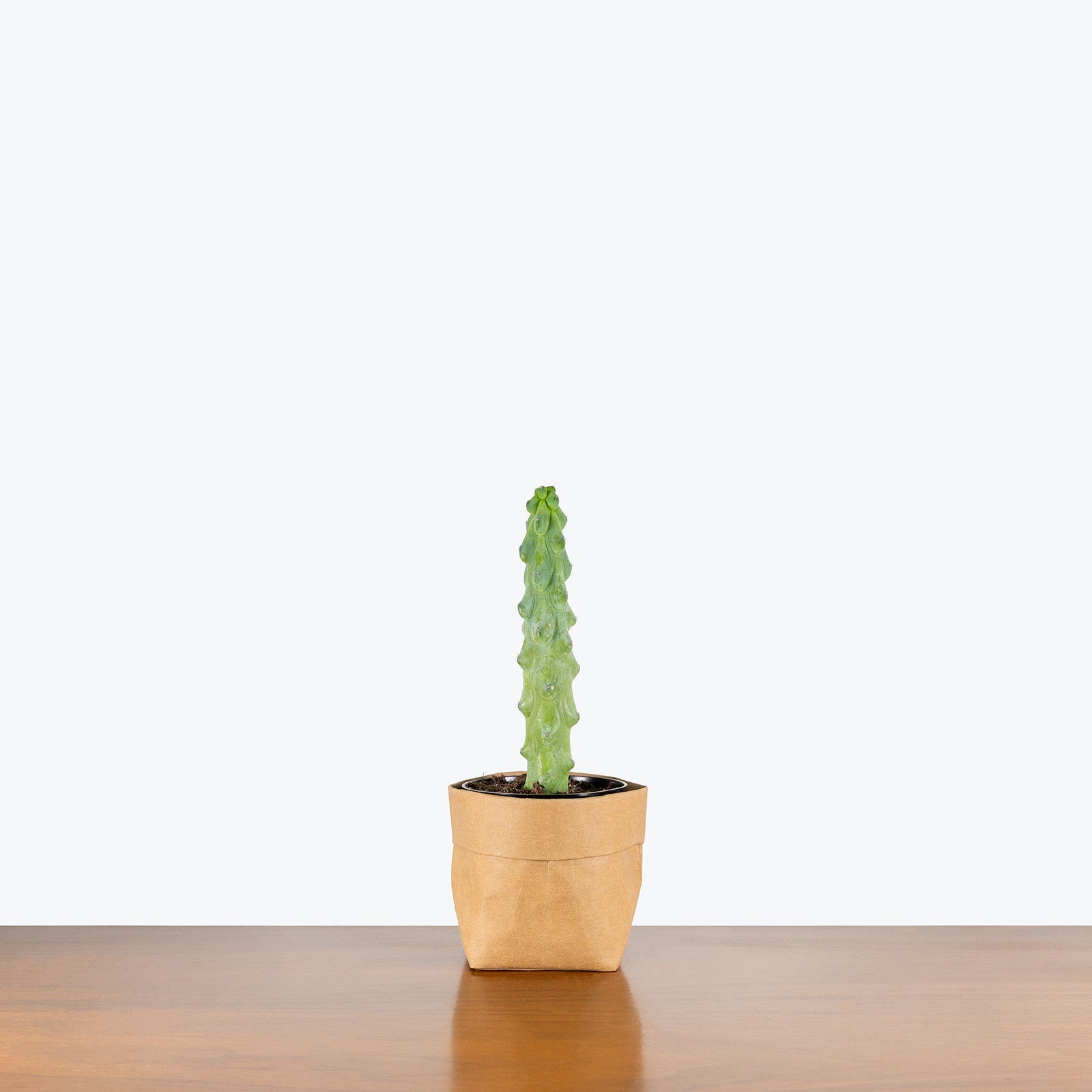 Boobie Cactus - Misc image 1