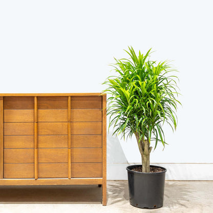 Dracaena Reflexa Anita Variegata - Home Decor image 1