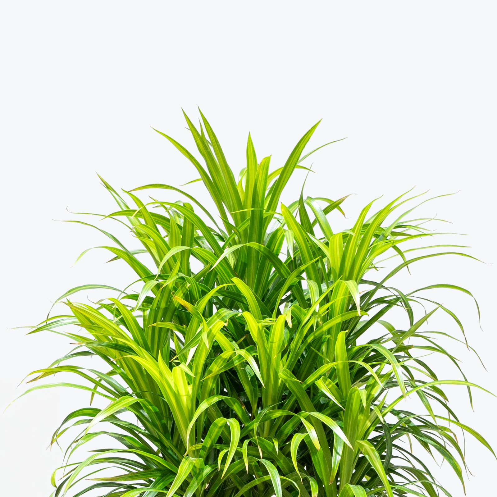 Dracaena Reflexa Anita Variegata - Home Decor image 2