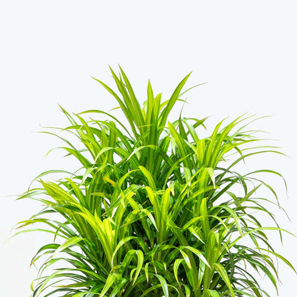 Dracaena Reflexa Anita Variegata - Home Decor image 2