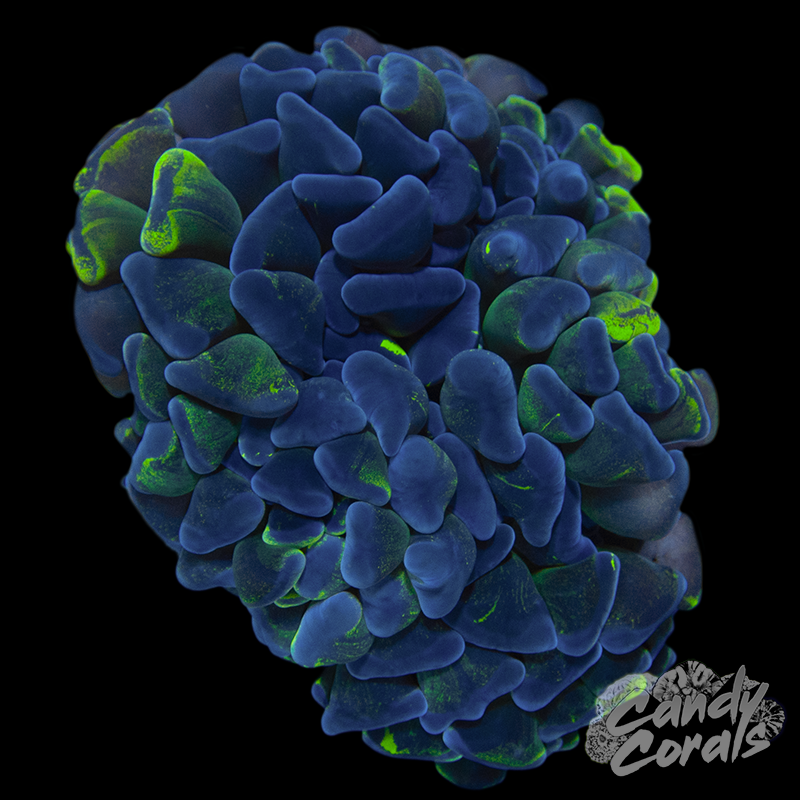 Toxic Blotchy Wall Hammer WYSIWYG 4 - Furniture image 1