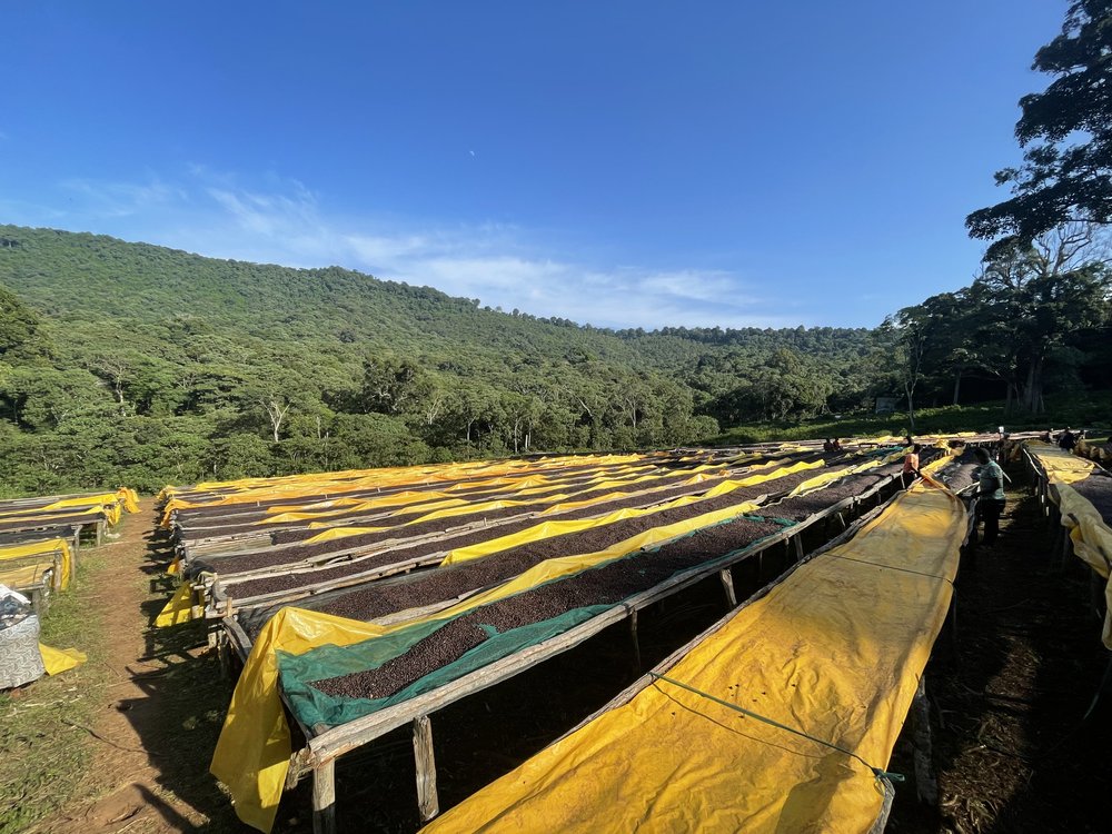 GORI GESHA ESPRESSO: Ethiopia Natural Gesha - Kitchen & Dining image 6