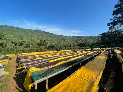 GORI GESHA ESPRESSO: Ethiopia Natural Gesha - Kitchen & Dining image 6