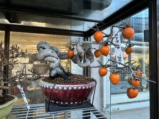 Princess Persimmon (Roya Kaki) - Misc image 1