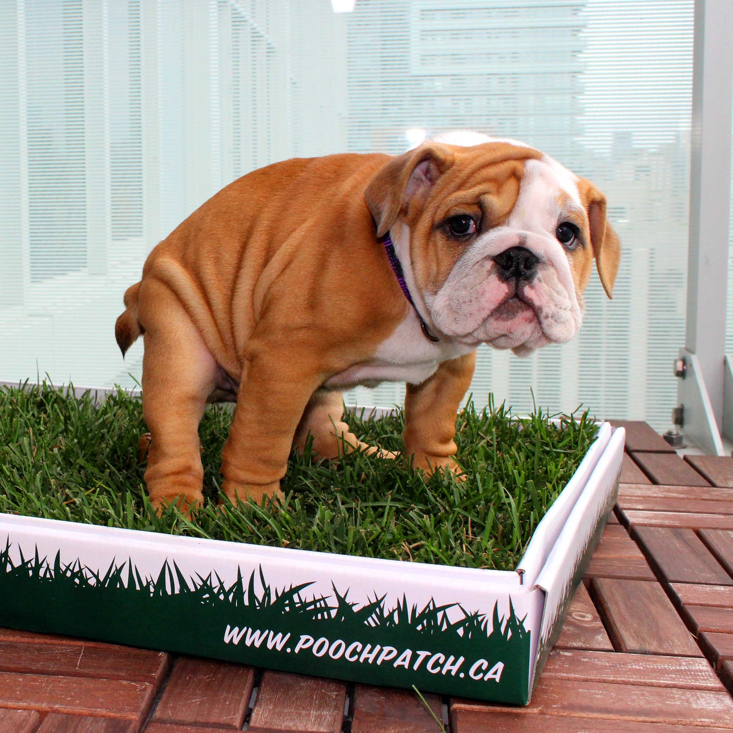 Regular Size - Kitchen & Dining image 2