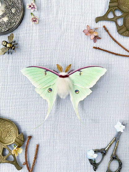 Luna Moth (Green) - Misc image 1