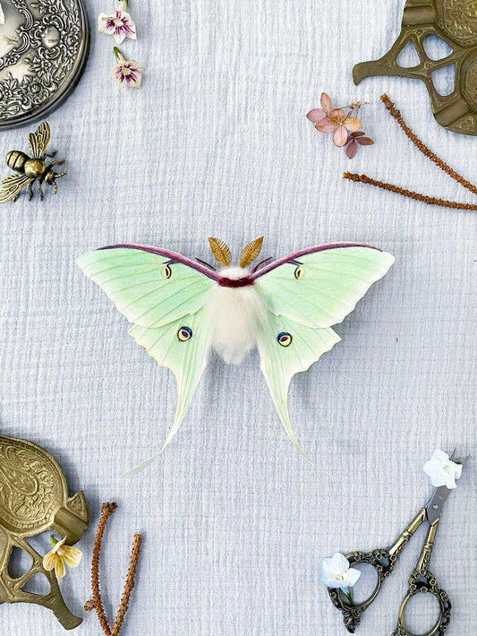 Luna Moth (Green) - Misc image 1