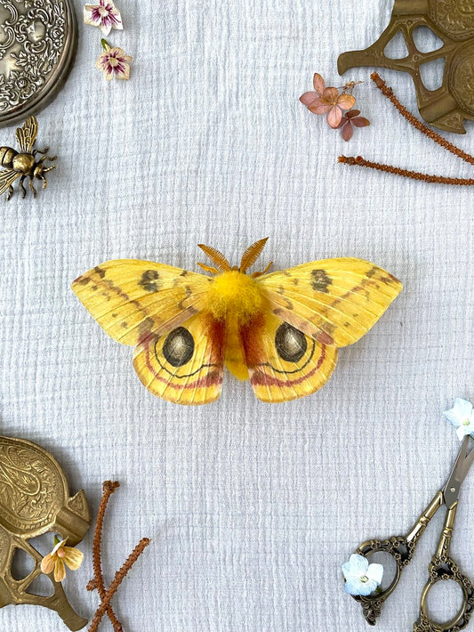 Male Io Moth (Yellow) - Misc image 1