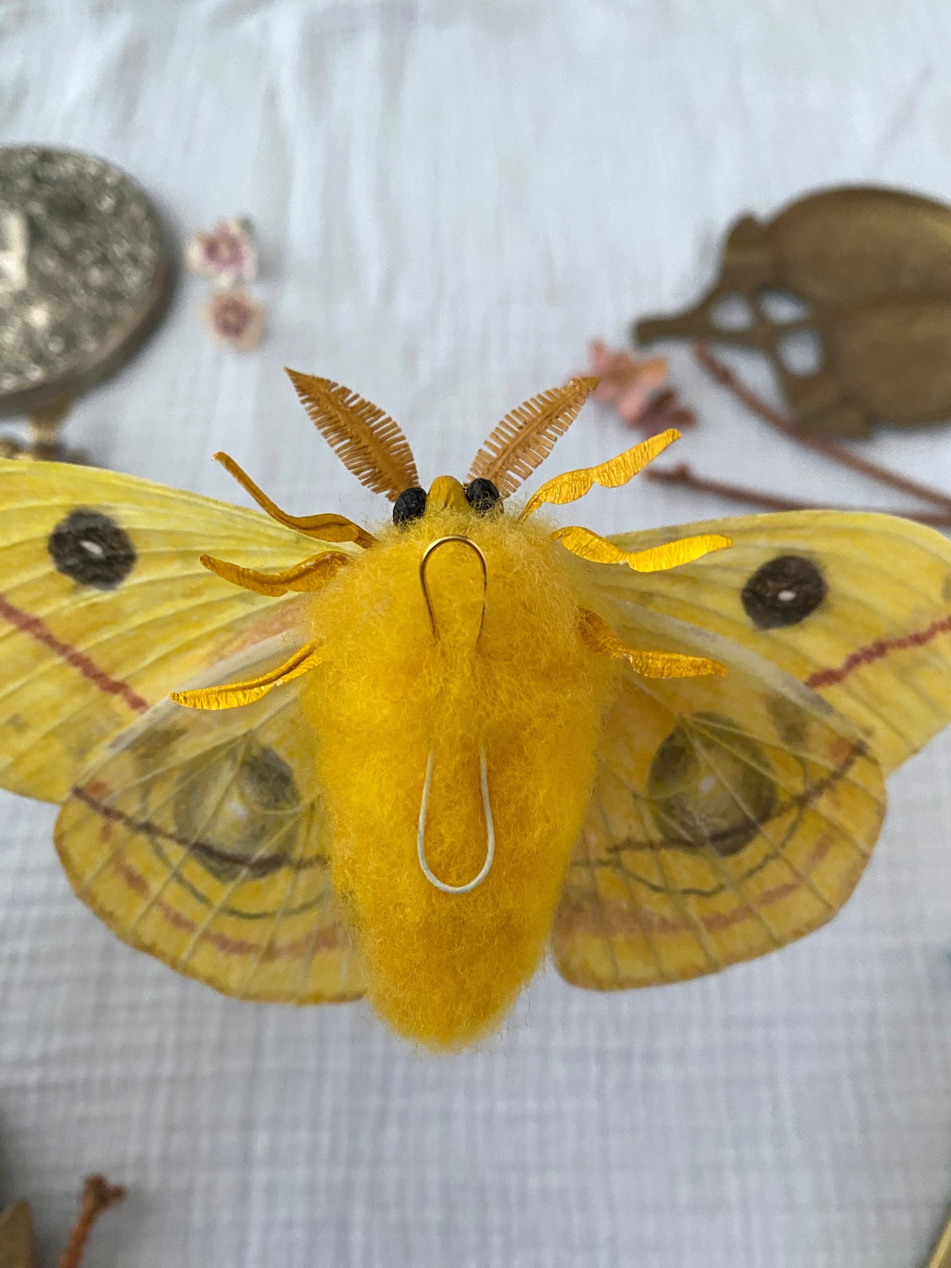 Male Io Moth (Yellow) - Misc image 4