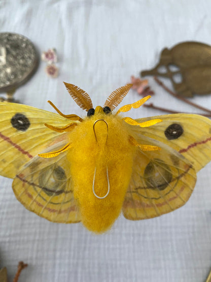 Male Io Moth (Yellow) - Misc image 4