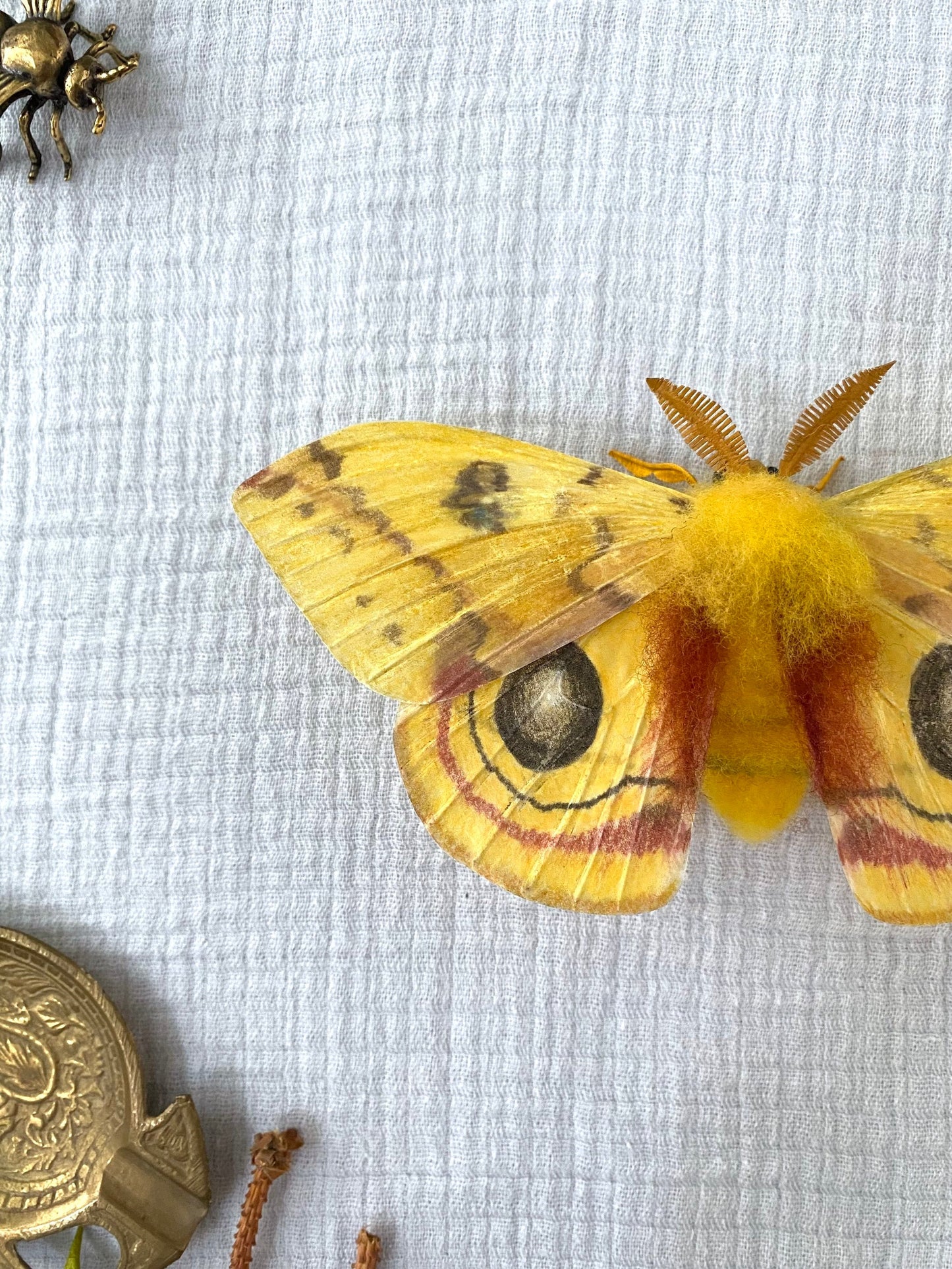 Male Io Moth (Yellow) - Misc image 2