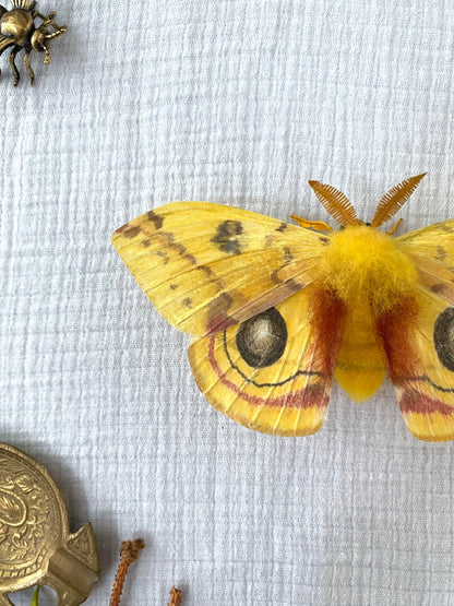 Male Io Moth (Yellow) - Misc image 2