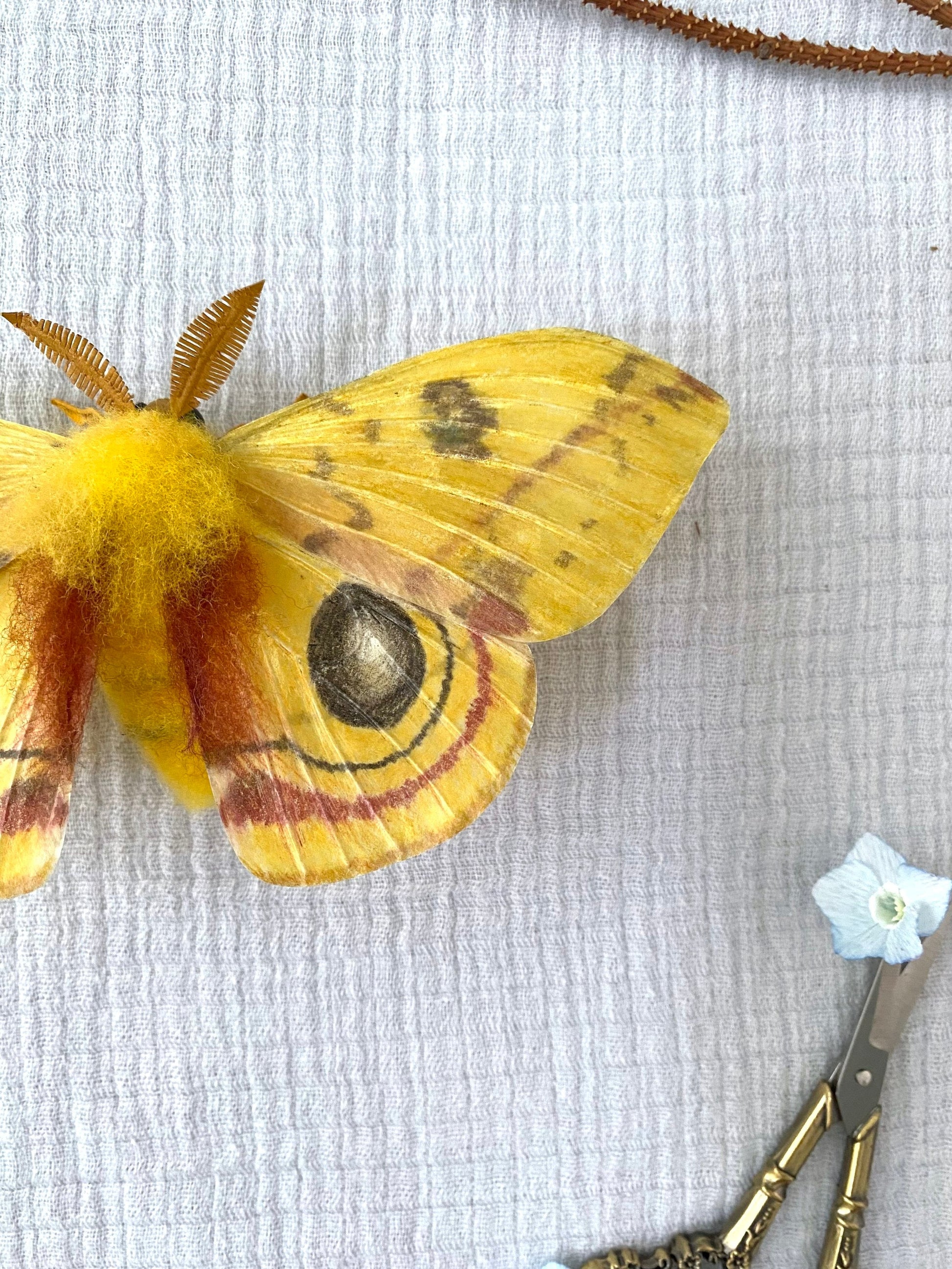 Male Io Moth (Yellow) - Misc image 3
