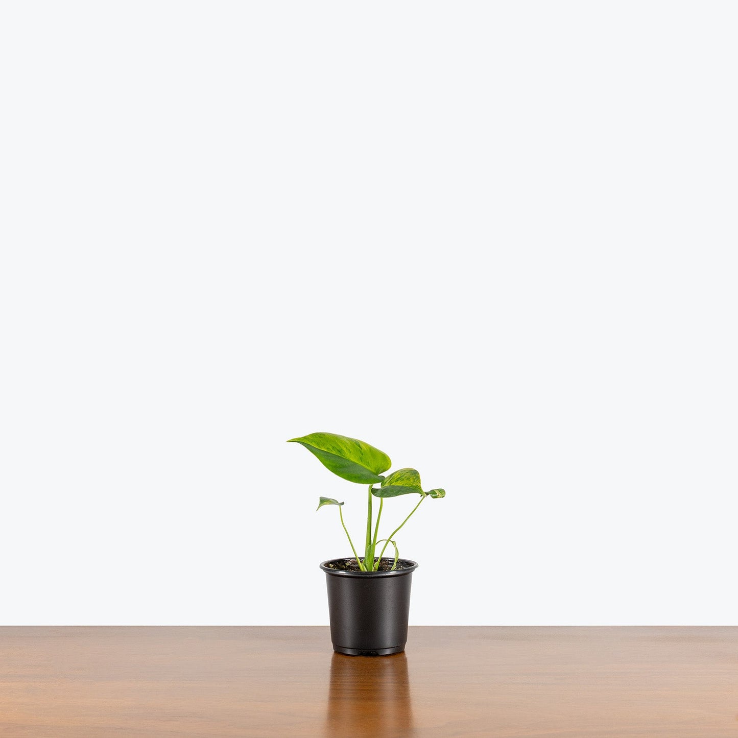Monstera Yellow Marilyn - Home Decor image 4
