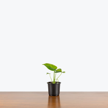 Monstera Yellow Marilyn - Home Decor image 4