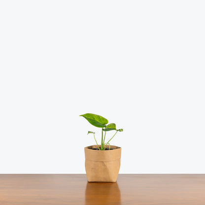 Monstera Yellow Marilyn - Home Decor image 1