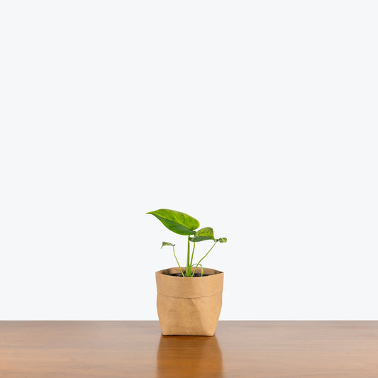 Monstera Yellow Marilyn - Home Decor image 1
