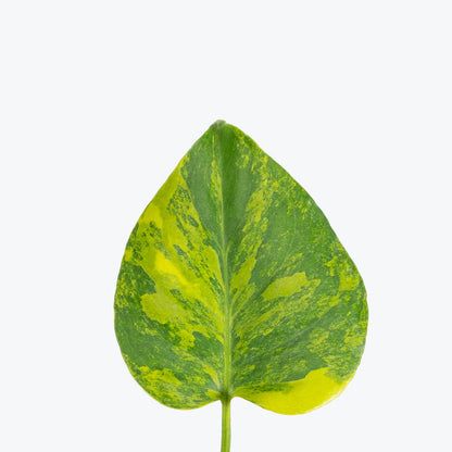 Monstera Yellow Marilyn - Home Decor image 3
