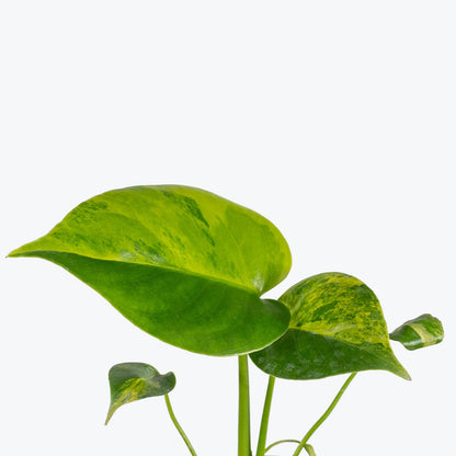 Monstera Yellow Marilyn - Home Decor image 2