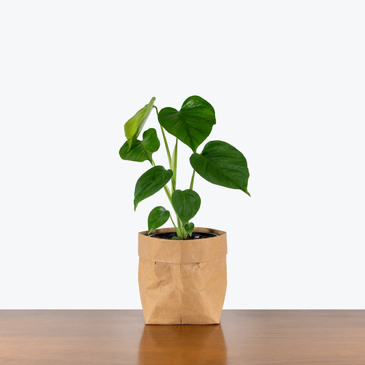 Monstera Sierrana - Misc image 1