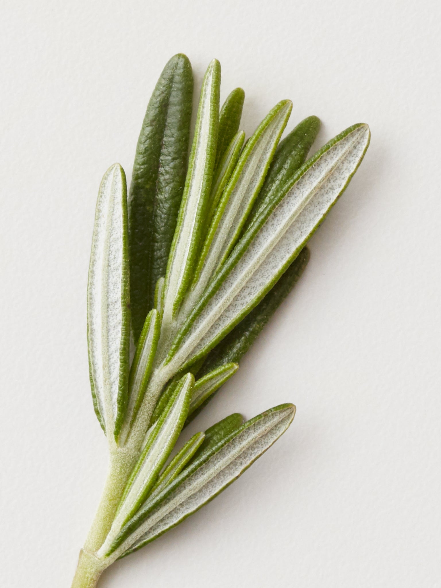 Pro Stylist Christine's Faves - Misc image 3