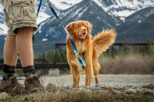 Leash for your best friend - Misc image 1