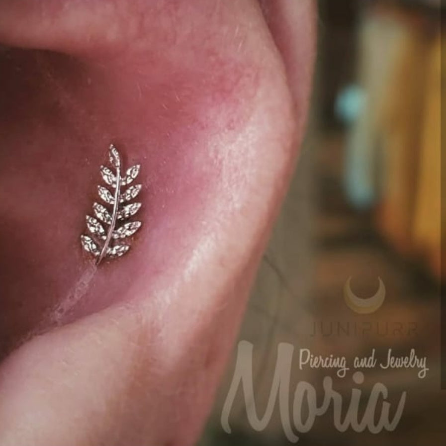 Willow - Misc image 3